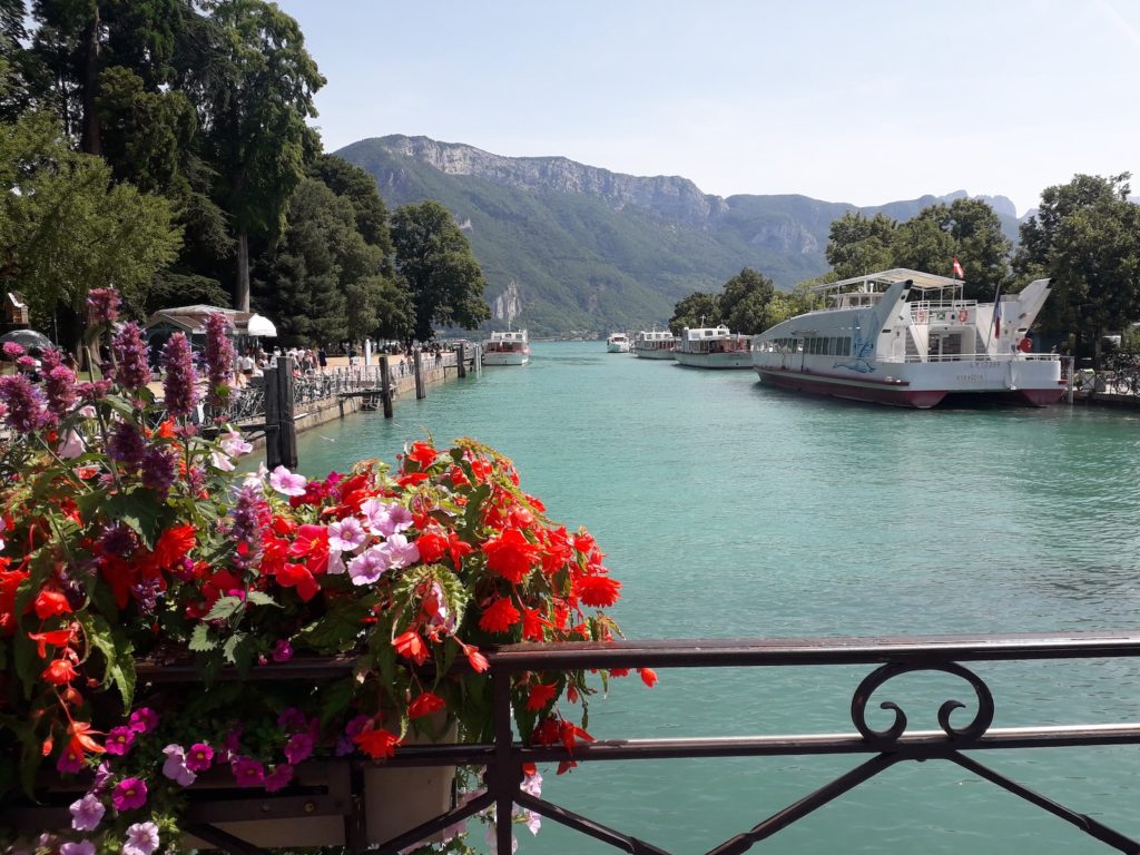 red flowers near body of water during daytime